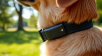top non subscription gps collars