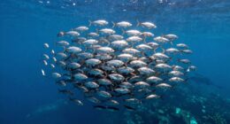 whale activity influences altcoins